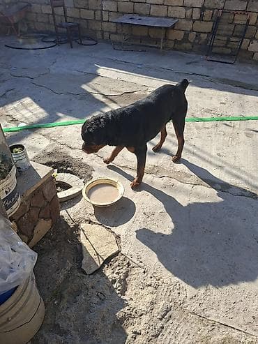 heyvan bazarı: Rotveyler — 3