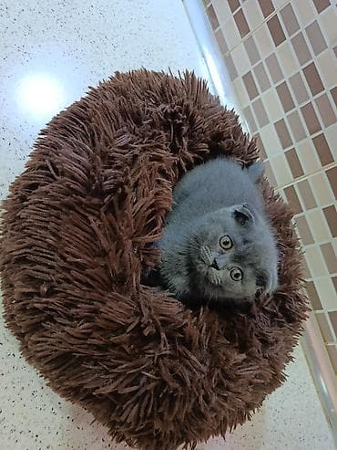 şotland pişik: Şotland — 3