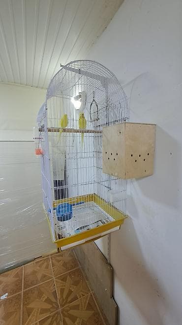 qəfəs: Məhsul: Sarı rəngli dalğalı papuqay cütü və tam avadanlıqlı qəfəs — 2