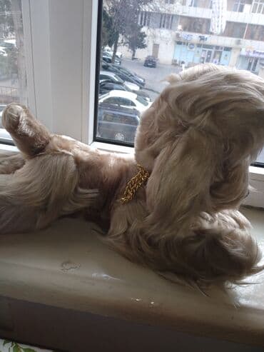 Другой декор и предметы интерьера: Фигура, цвет - Бежевый — 3