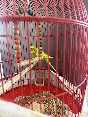 Mini: Məhəbbet quşlari erkek-dişi qefesle birlikde satilir ünvan bakıxanov — 2
