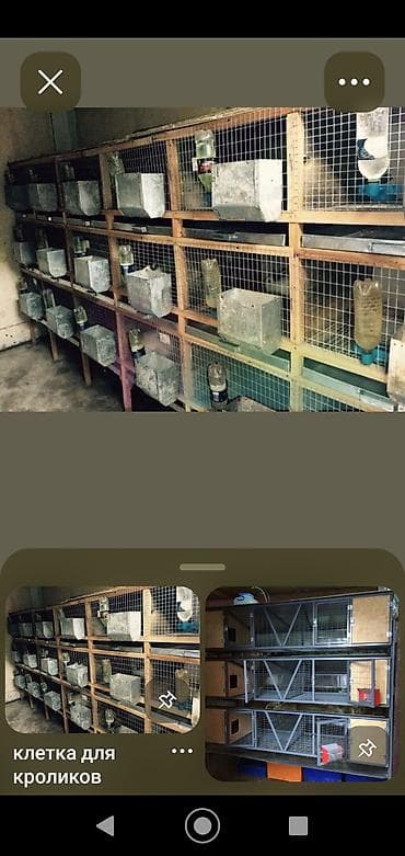 Ослы: Kaliforniya dovşanlarinin hər ay balalari satişda olur. istənilən vaxt — 2