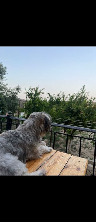 it adları erkək: Pudel, 10 ay, Dişi, Ünvandan götürmə — 2