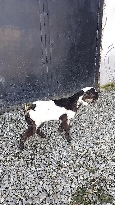 buzov satisi: Temiz qan heleb kecisinin balasi satilir.25gunluk.200manat — 2