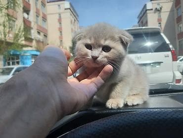 Шотландская — 3