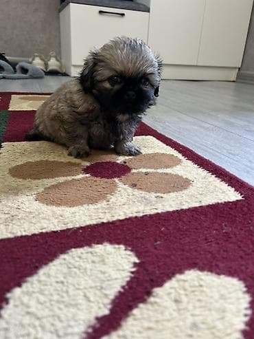 it cinsi adlari: Pekines — 10