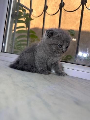 Şinşilla — 6