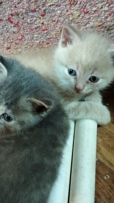 где купить котёнка: В добрые руки — 2