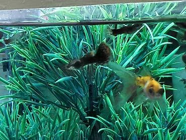 Tata: Quppi, Sülhsevər, Ünvandan götürmə — 5