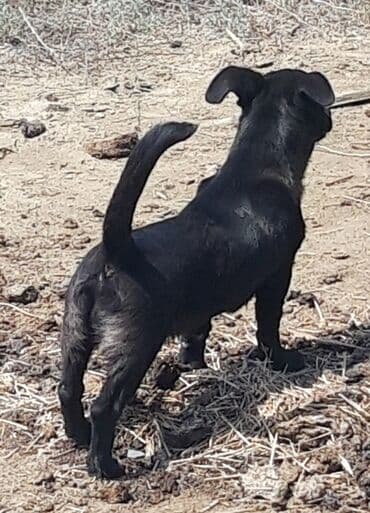 afcarka itleri qiymeti: Zvonok, 3 ay, Erkek, Peyvəndli, Ünvandan götürmə — 3