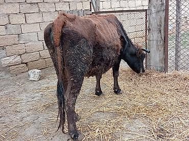 inek quba: Salam ətlik maldılar 4500 südə verilər 4 5 6 7 litir qiymət 3 Çinə — 7