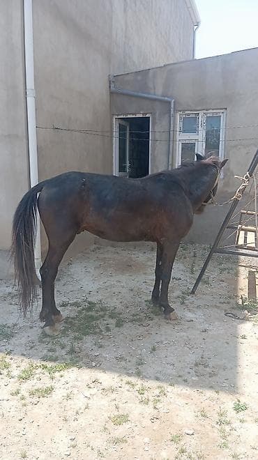 at bazar: Salam olsun her kese yorğa atdı 40 gedir yaşı 8 boyu 142 — 2