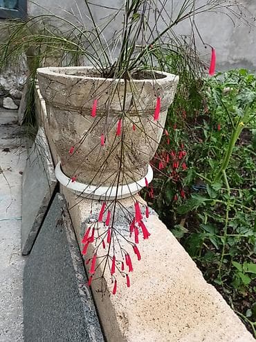 kol bitkiləri: .Beton ve plastik dibçəklərdə bitkilər. Qiymət növünə görə 15-25 azn — 9