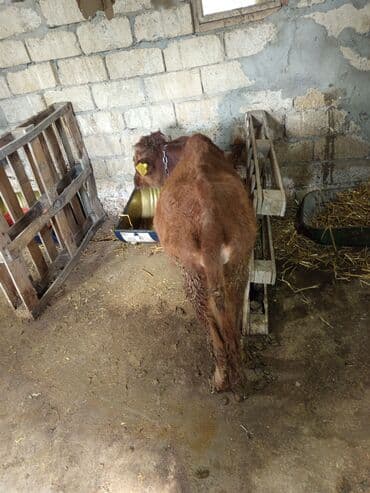 simmental ineklerin satisi: Salam iki Dana birdənə bir qarın doğmuş duyə satılır qiymət üçünə — 4
