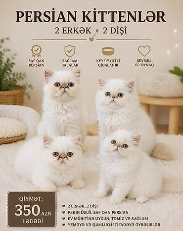 Pişiklər