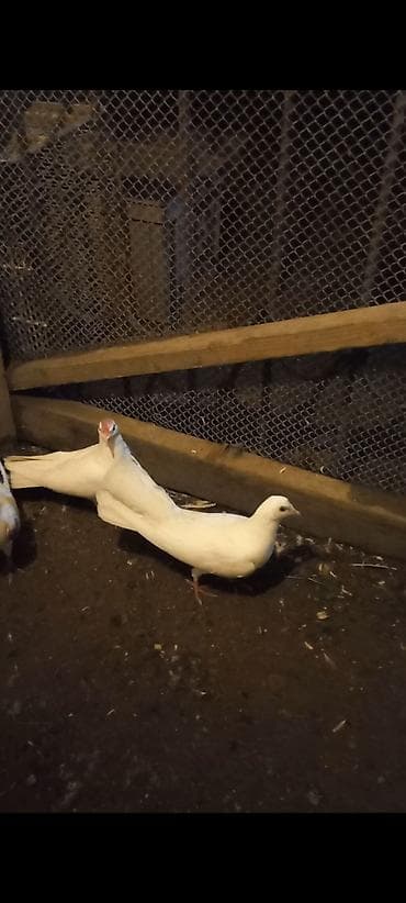 su qabi satisi: Salam 9 dene qusdun icinde tutulmada var ucan quwda var hamsim goturen — 1