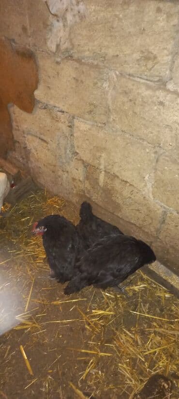 Inəklər, öküzlər: Toyuq, Damazlıq — 5