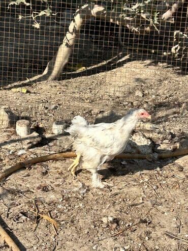 cuce qefes: Satılır: Bramo Cücələri 🐥 Təmiz və sağlam şəraitdə böyüdülmüş, Bramo — 1