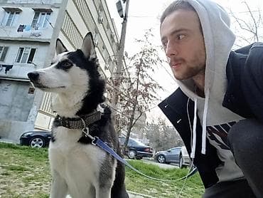 🐾 DOGGIES_X WALKING • BAKU Последние 5 лет собаки — часть моей жизни lalafo.az -da 🐾 DOGGIES_X WALKING • BAKU Последние 5 лет собаки — часть моей жизни