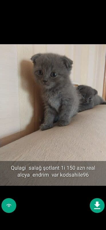 şinşilla pişik: Самец, Самовывоз — 3