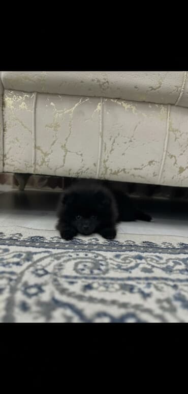 pekines itləri: Şpitz, 2 ay, Erkek, Peyvəndli, Ünvandan götürmə — 2