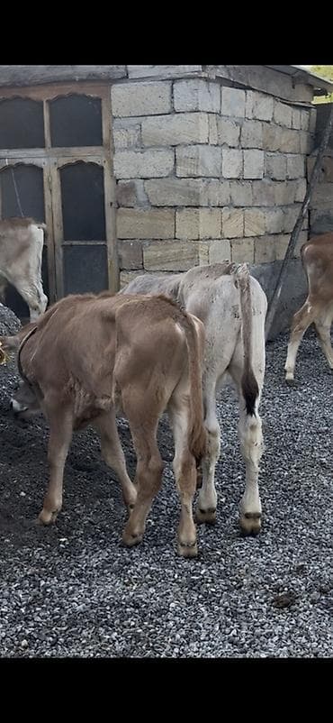 lalafo keci satisi: 1250 Manatdan BAŞLAYİR! Simental, Angus Şarol Lumizin Ağqulaq — 5