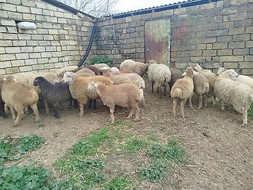 qarabağ qoyunu: Qoyun sürüsü – müxtəlif rəngdə və yaşda heyvanlar - Sürüdə müxtəlif — 1