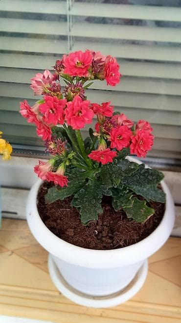 Kalanxoe gülləri.Hər biri torf torpaqla perlit azot və fosforu