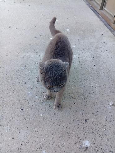 pişik alıram: Şotland yastı qulaq — 2