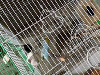 попугай ара цена: Salam bala cavan qusdardi isimle əlaqeli yeni teze duzeldim baxan — 6