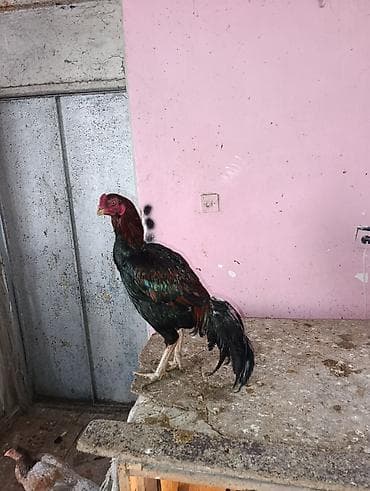 heyvanlara verilən xüsusi adlar: Xoruz, il: 1 — 1