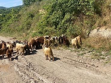 jersey cinsi: Qoyun-keçi sürüsü satılır 67 heyvandi 5 quzu 7 ana keci 7 side — 5