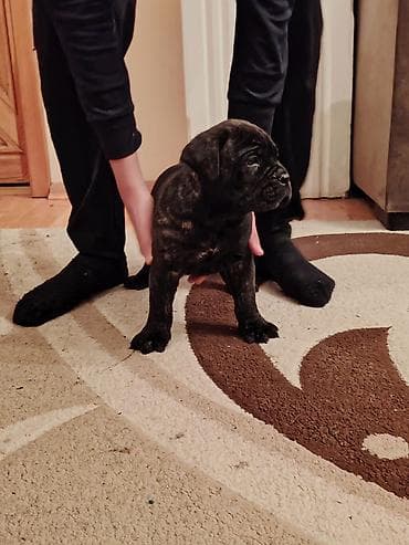 doberman itləri: Kane-Korso, 1 ay, Sənədli, Ünvandan götürmə, Pulsuz çatdırılma, Rayonlara çatdırılma — 4