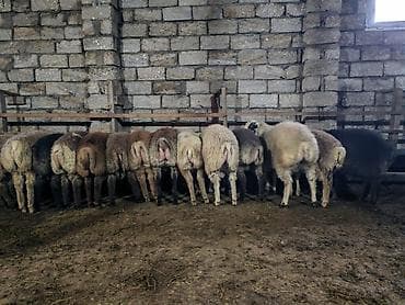 afçarka satışı: Quzular satılır.Super kökdülər.Kəsimlik və Damazlıq üçün əladır.26 — 2