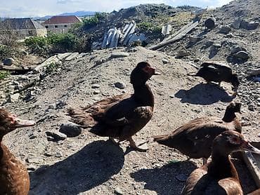 qaz şəkli: Muscovy ördəkləri (indoutka) – qəhvəyi rəngdə sürü - Cins — 2