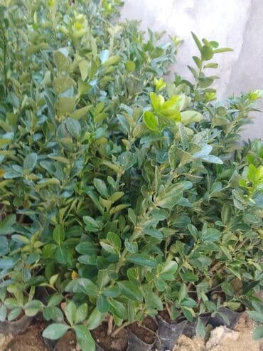 devedabani bitkisi: Məhsul: Hərtərəfli dekorativ həmişəyaşıl kollar – Euonymus (spindle) — 4