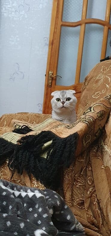 İnformatika: Şinşilla, Erkək, Cütləşmə üçün — 6