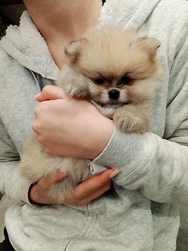 afcarka itləri: Şpitz — 1