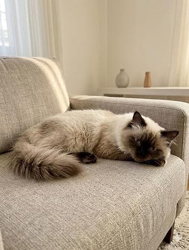 Siam Ragdoll tipli uzun tüklü pişik - Növ: Ragdoll tipli, mavi gözlü