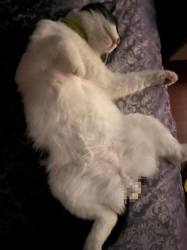 котик в добрые руки: В добрые руки — 5