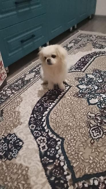 Собаки: Пекинес, 8 месяцев, Самка, Бесплатная доставка — 2