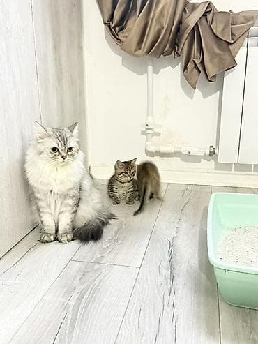 darling it yemi: Tabbi, Yaxşı əllərə — 4