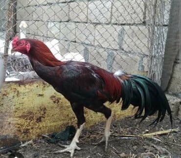 Cücələr: HEYRAATI Aseel (Asil) cinsli xoruz - Rəng: qırmızı-qara bədən, parlaq — 1