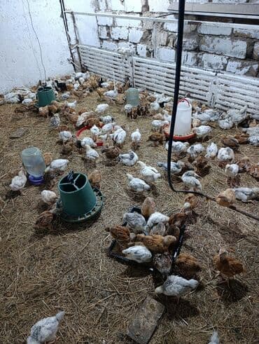 kent cüceleri: Toyuq cücələri, Damazlıq, Ödənişli çatdırılma — 4