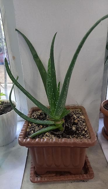 Aloe vera (sukkulent) – dekorativ və faydalı otaq bitkisi - Növ: Aloe