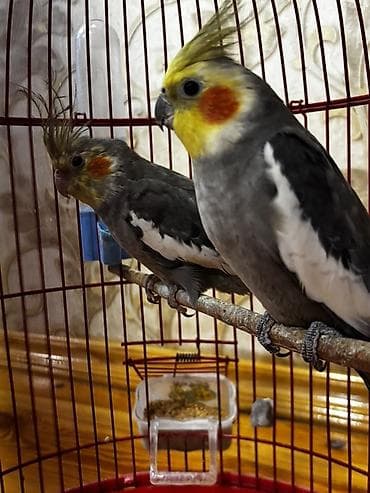 Papuqay cütü satılır hər şey daxil 90azn ciddi istəyən olsa cuzi lalafo.az -da Papuqay cütü satılır hər şey daxil 90azn ciddi istəyən olsa cuzi