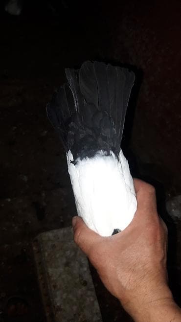 Hazir bala veren cutlerdeqi bawi kekili komru qara abrezler.tek — 8