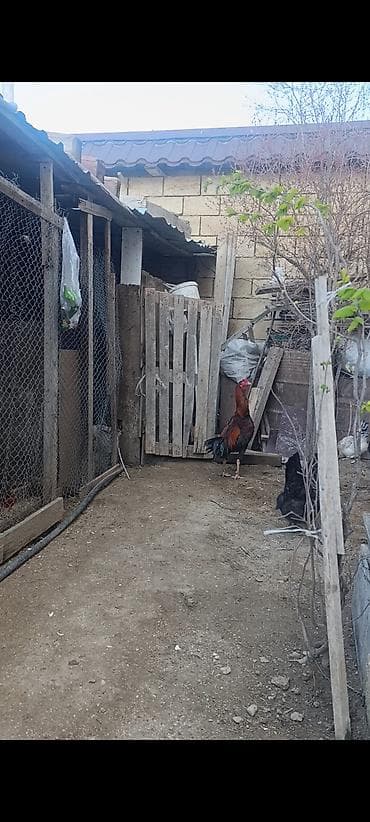 xoruz sekilleri: Toyuq, Damazlıq — 2