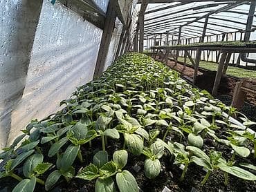 Çöl bitkiləri: Məhsul: Fidan və tinglər (istixana yetişdirilməsi) Təsvir: - Peşəkar — 5