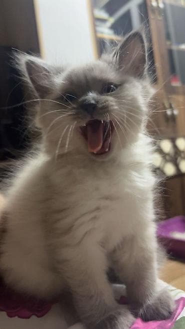 Pişiklər: Ragdoll/Pers cinsin qarışığ gözəl balalari satılır. Bilən bilir təmiz — 2